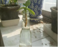 燕子掌可以进行水培吗？