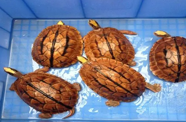 金钱龟苗一年能长多少？