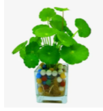 铜钱草可以浇啤酒水吗？