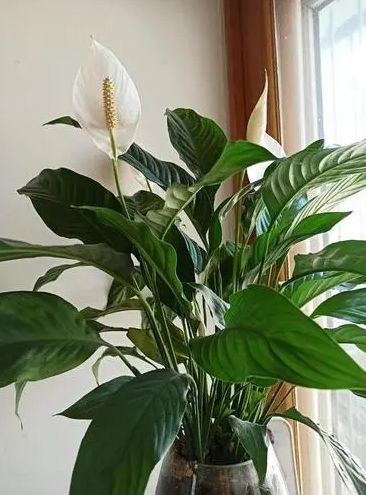 白鹤芋多长时间浇一次水？