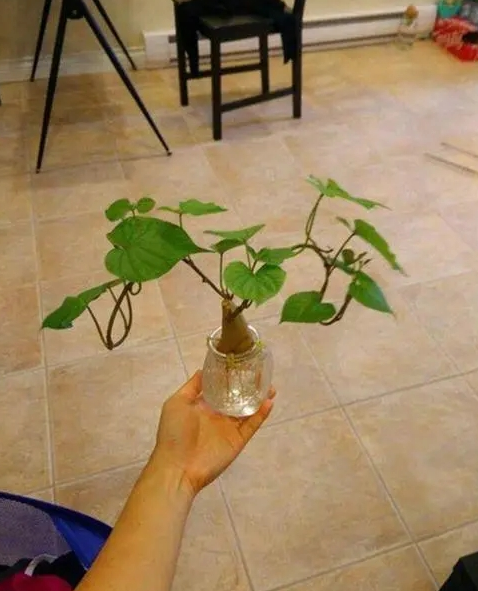 水培红薯的种植方法有哪些？