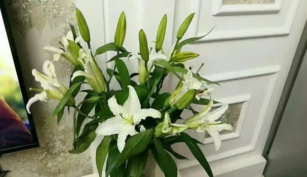 香水百合是怎么留种子的？
