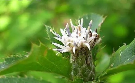 苍术种子的采收方法有哪些？