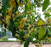 桂花树是喜阴还是喜阳光的植物？