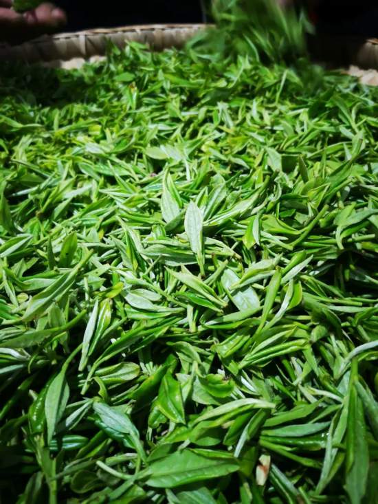 城口县的特产有哪些？（城口茶叶）