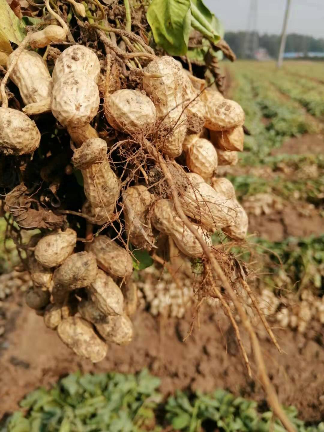任县的特产有哪些？(花生)