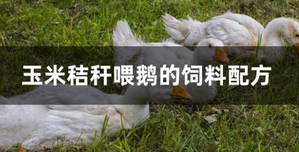 玉米秸秆喂鹅的饲料配方是什么？