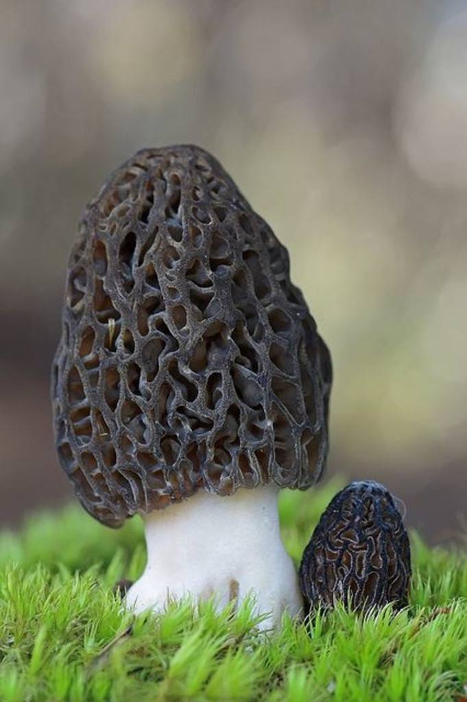 尖草坪区的特产有哪些？(羊肚菌)