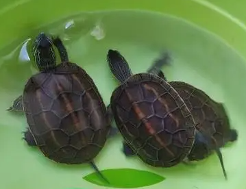 乌龟是如何进行繁殖的？
