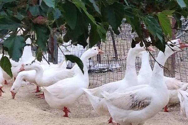 养鹅饲料成本是多少？