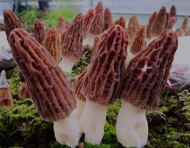 羊肚菌一亩的成本是多少钱？