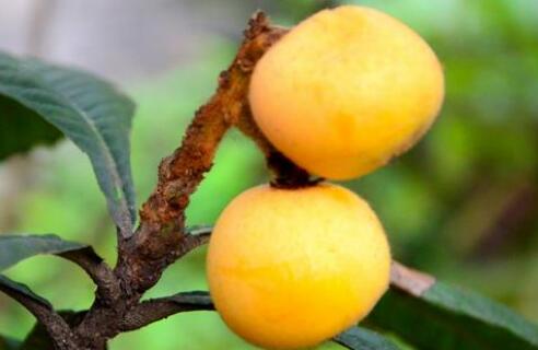 种植50亩枇杷需要多少成本？