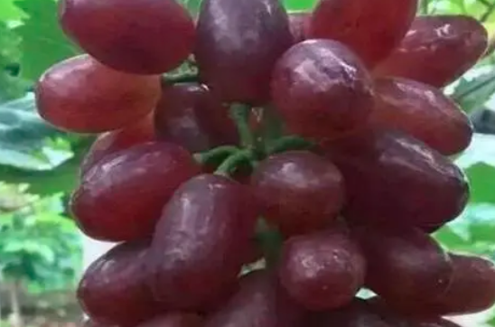 葡萄早熟品种有哪些？