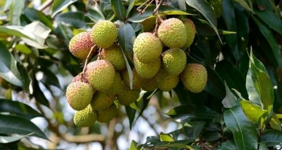妃子笑荔枝苗怎样种植管理？