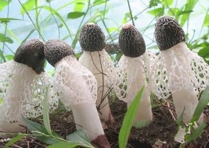 竹荪需要什么种植条件