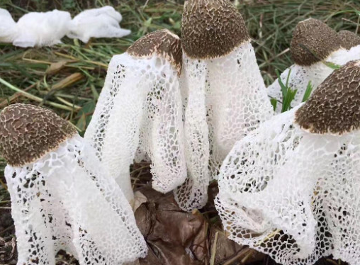 种植竹荪需要什么材料？