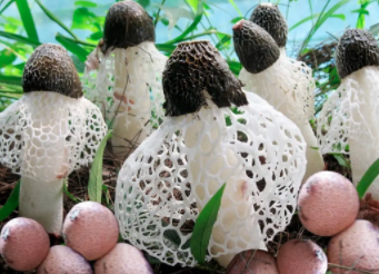 2023年种植竹荪赚钱吗？