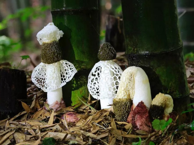 竹荪种植可行吗？