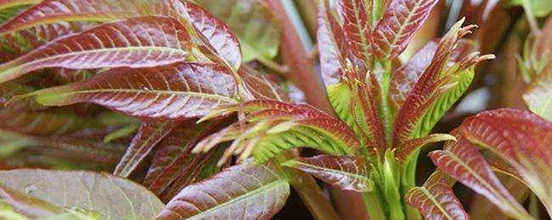 香醇种植效益如何？