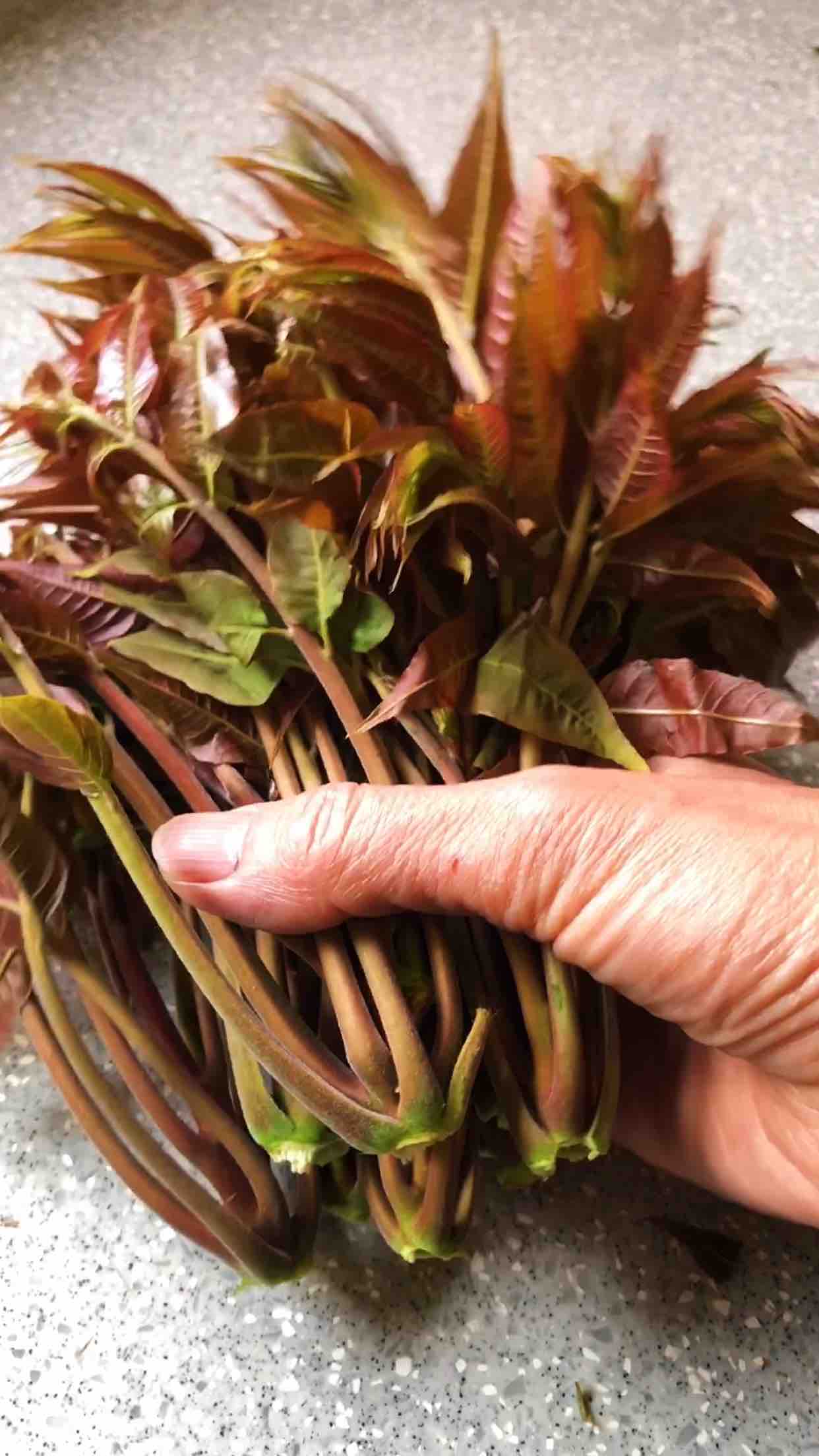 种植香椿芽利润大吗？