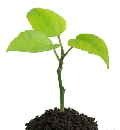 种树苗赚钱吗？