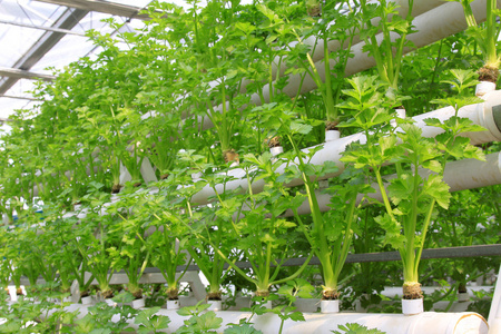 哪里可以学无土种植蔬菜？