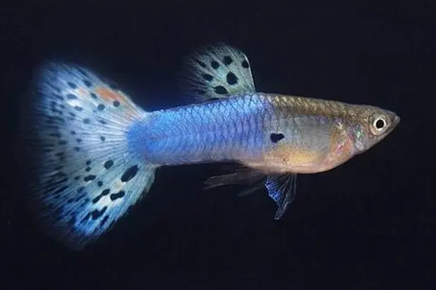 草缸适合养孔雀鱼吗？