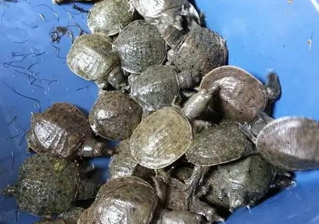 养甲鱼有什么好处？