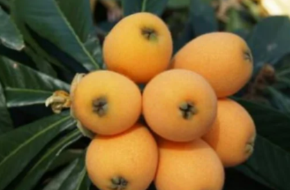 庭院枇杷树种植有什么忌讳？