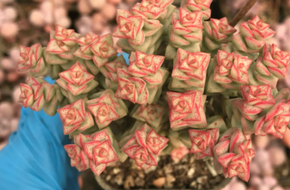 蜡笔多肉怎么养长的好