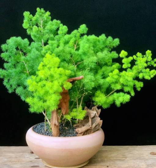 蓬菜松怎么养长的好