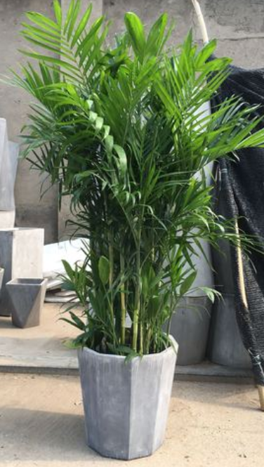 夏威夷竹怎么养长的好