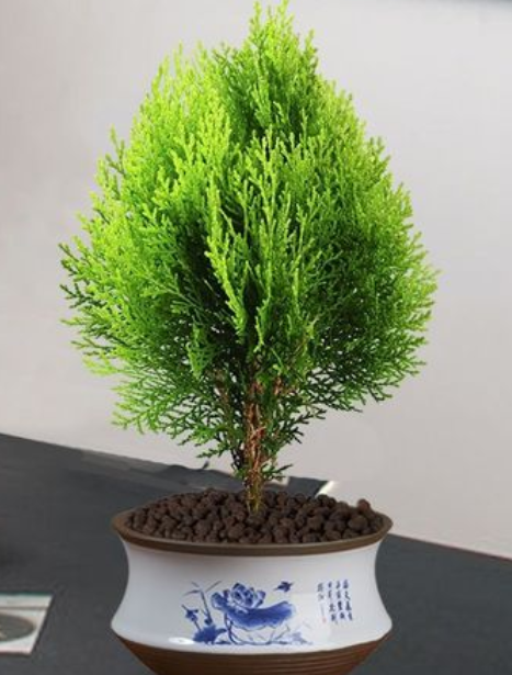 柏树怎么养及养殖方法