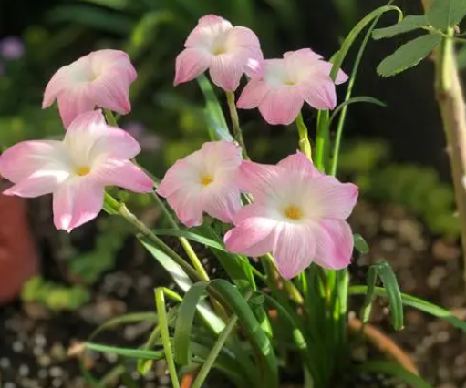 风雨兰怎么养长开花多