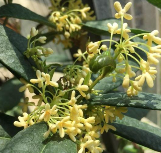 日香桂怎么养才开花