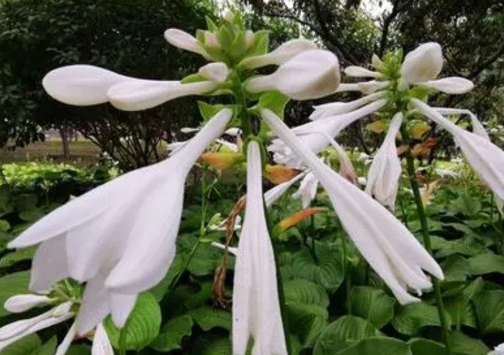 玉簪花怎么养爆盆