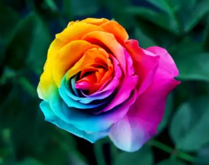 彩虹花怎么养