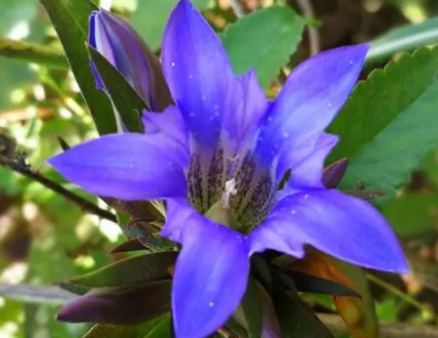 龙胆花怎么养殖