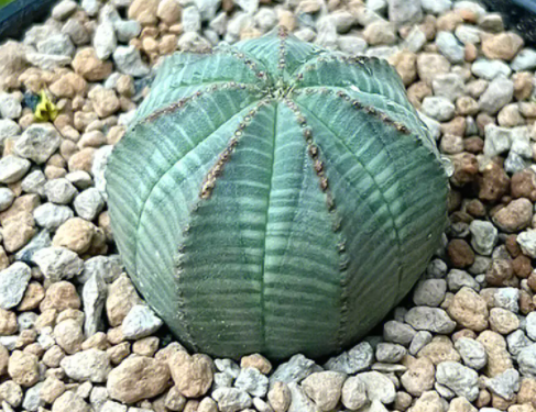布纹球怎么养长的好