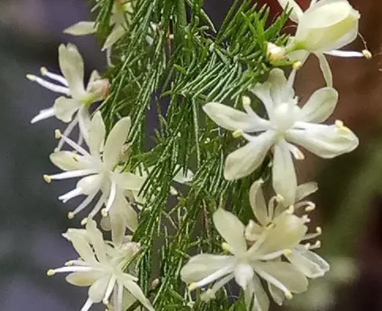 文竹花怎么养才会茂盛