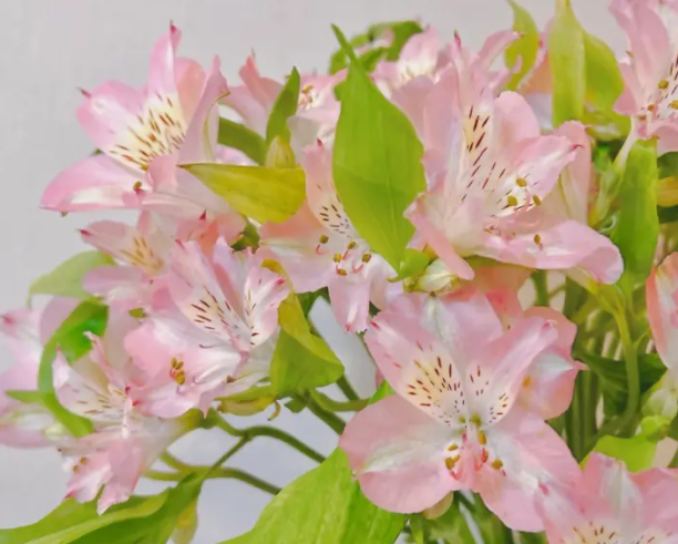 水仙百合怎么养长的好