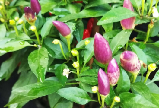 小辣椒花怎么养长的好