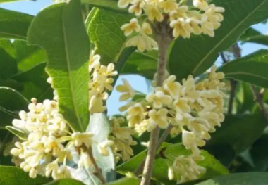 四季桂花怎么养才能更加旺盛