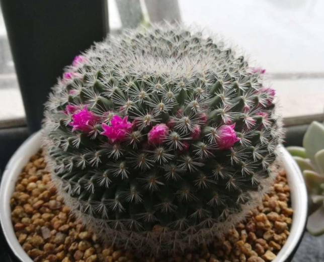 玉翁仙人球怎么养长的好