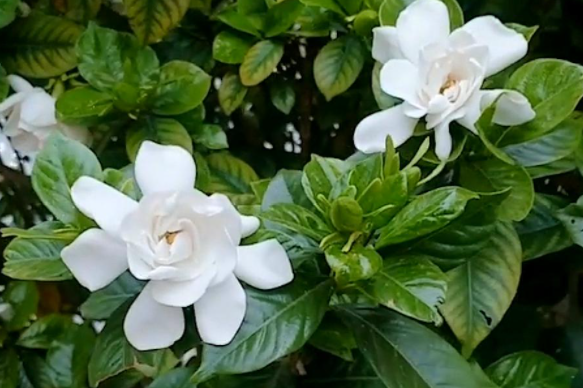 小叶栀子花怎么养长的好