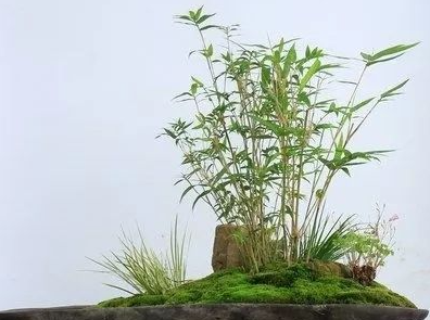 燕尾竹怎么养殖