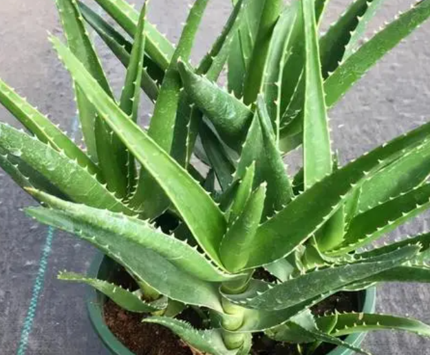 小芦荟怎么养殖