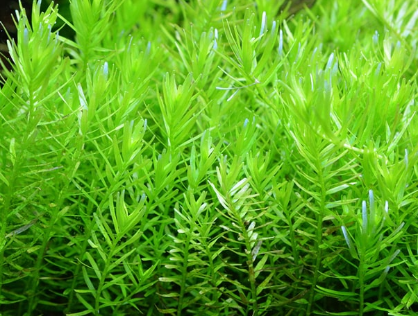 绿宫廷水草怎么养殖方法