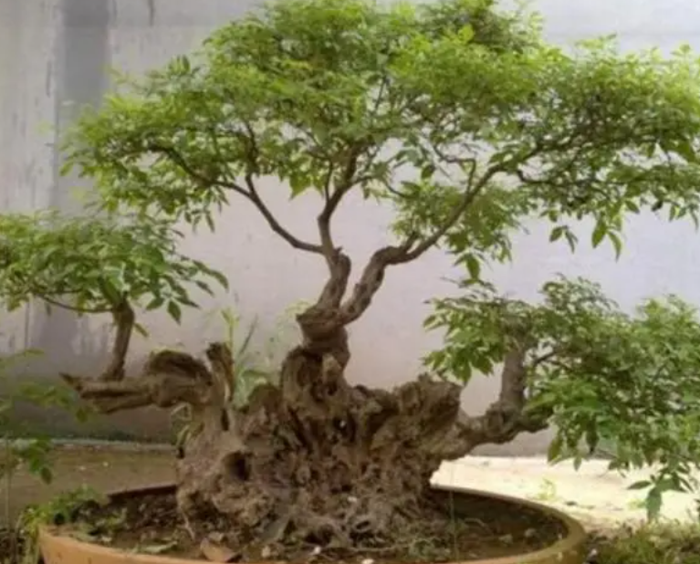 黄荆怎么养长的好