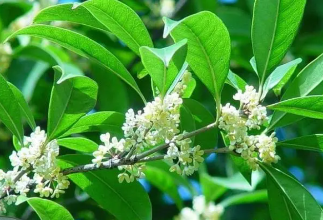 金桂怎么养才能开花